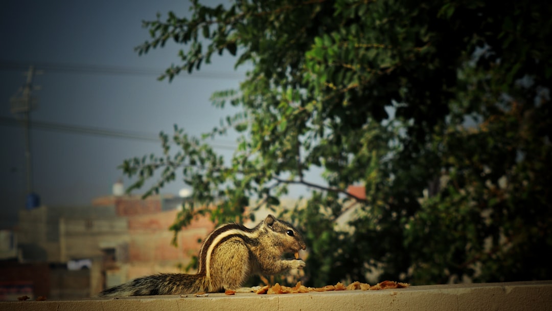 Rodent Prevention Services: Protect Your Home Before an Infestation Begins