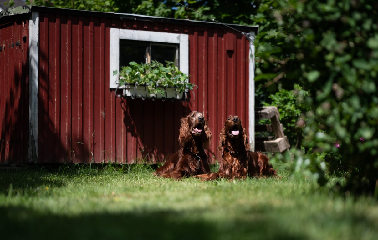 tick prevention dog yard