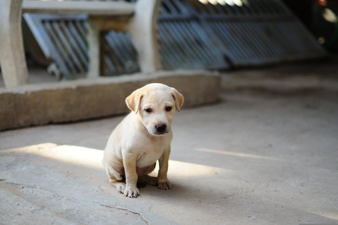 puppy training class