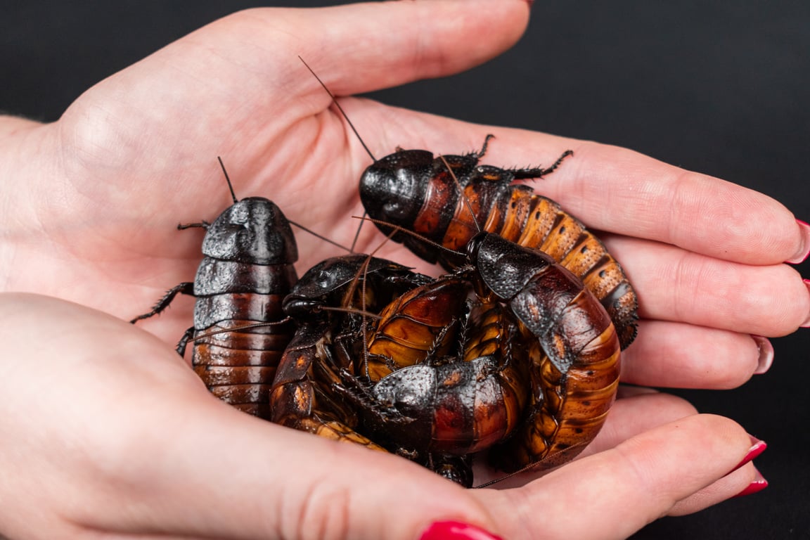 cockroach bait station