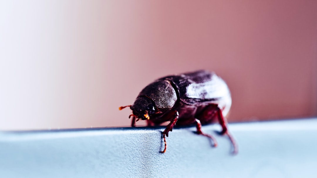 Orkin Near Me: How to Compare Local Pest Control Service Options