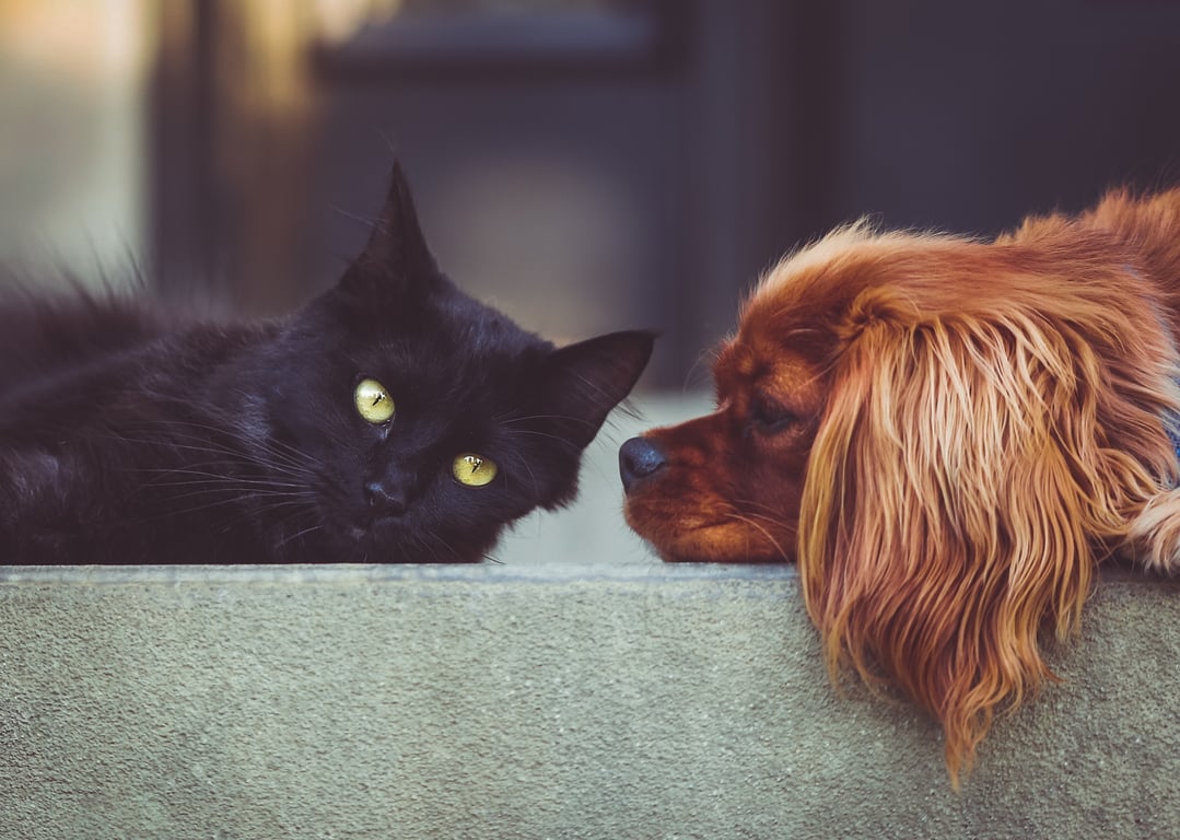 dog and cat health check