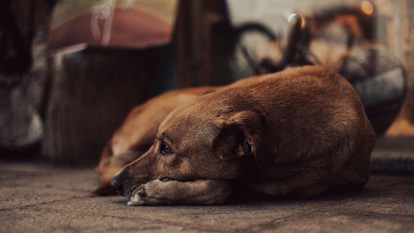 Dog Arthritis Treatment: A Practical Plan for Pain Relief and Mobility