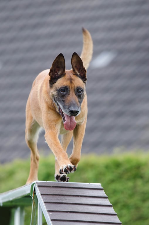 dog training class