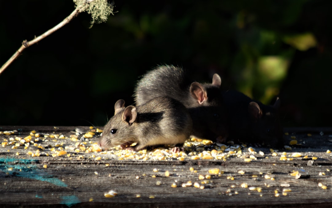 Rodent Pest Control Near Me: How to Choose the Right Local Exterminator