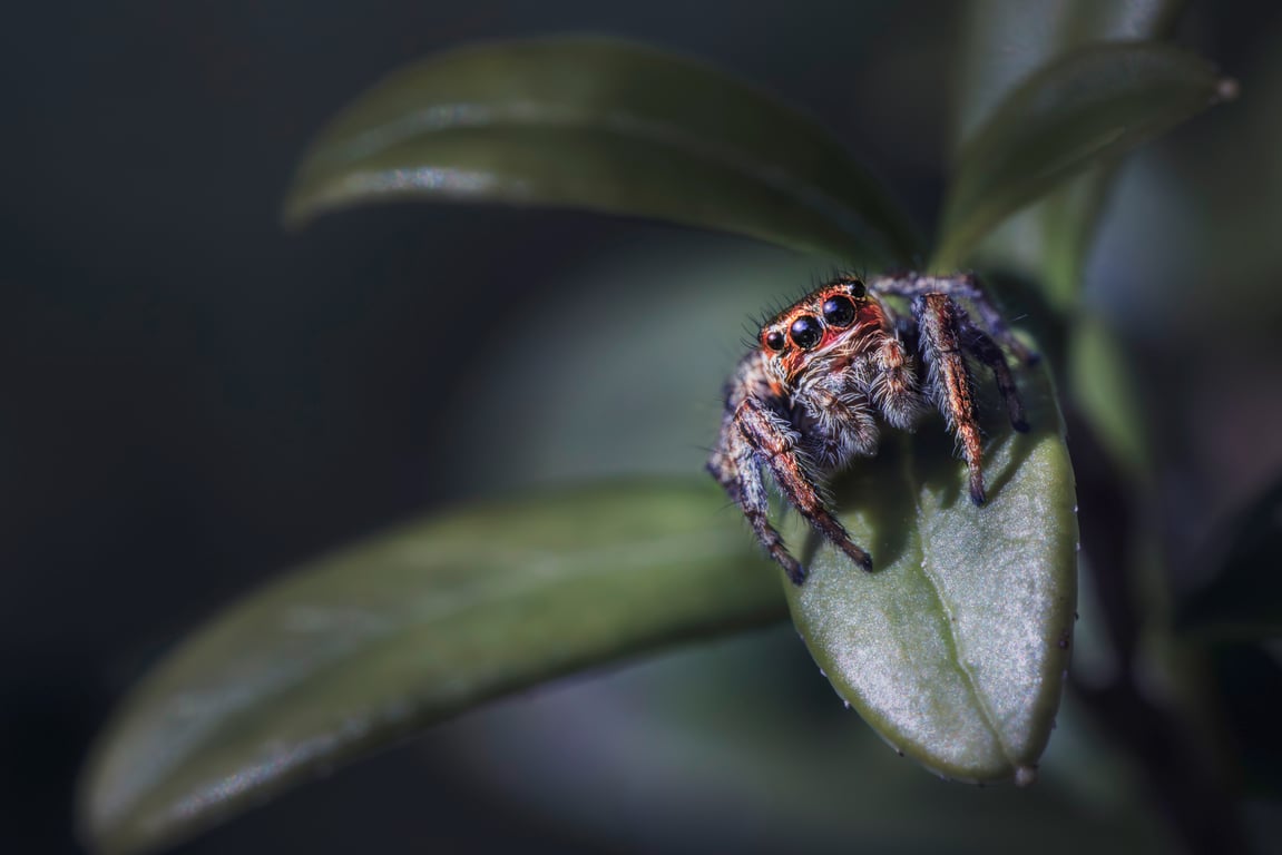 spider close-up