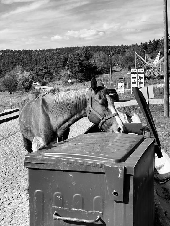 Horse Box Bar for Sale: What to Check Before You Buy for Mobile Service