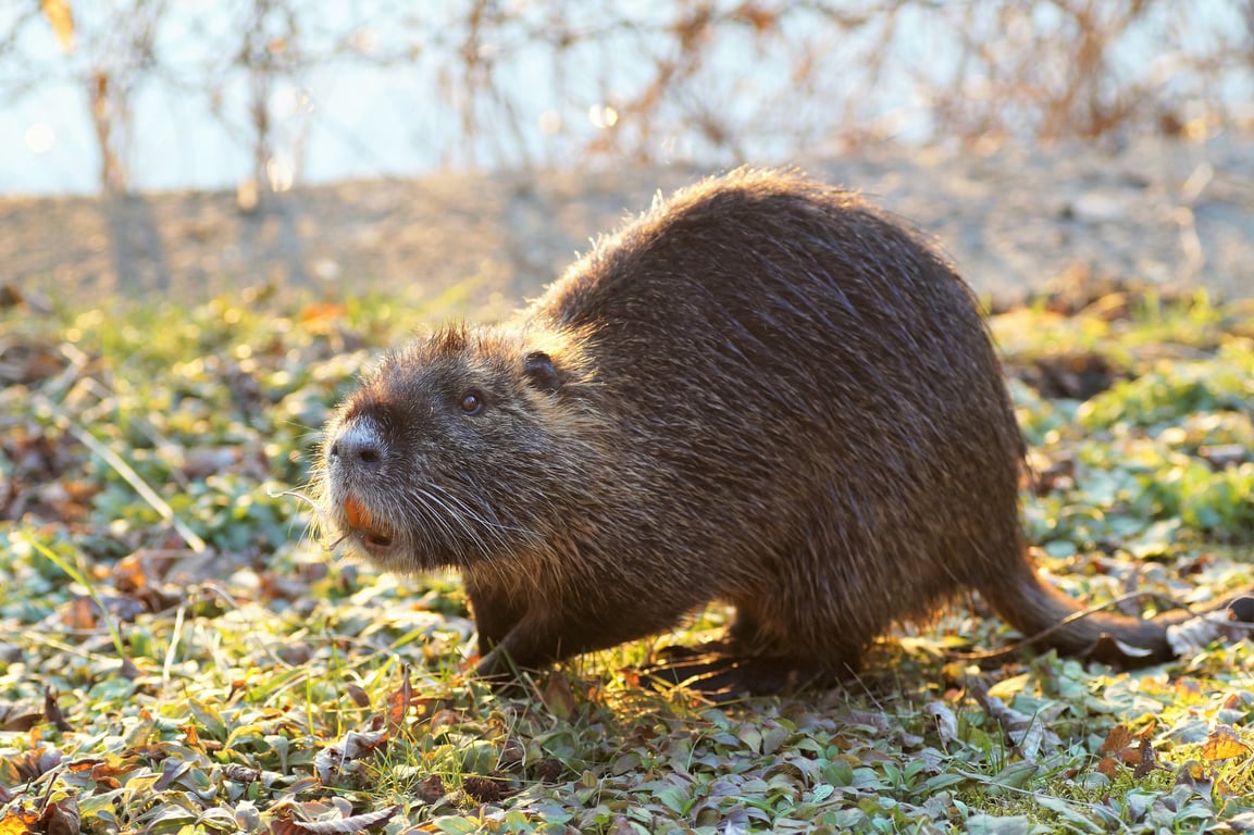rat exterminator home inspection