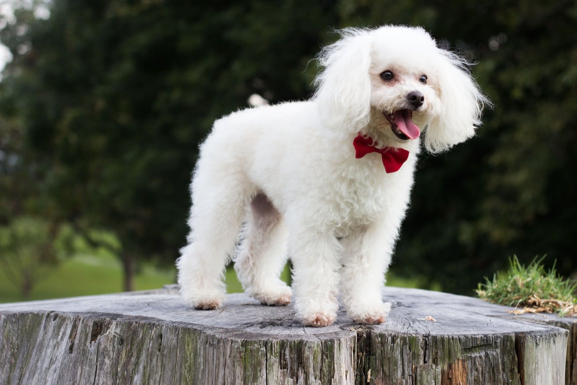 poodle dog grooming