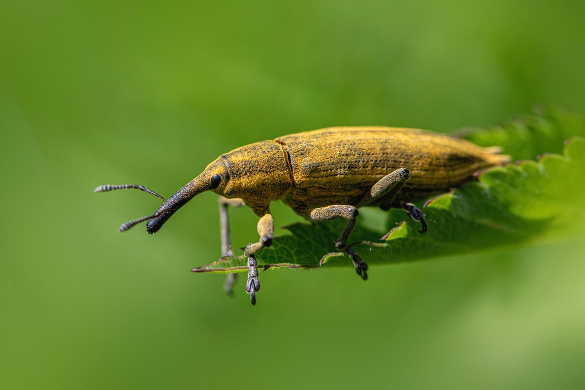 home pest inspection