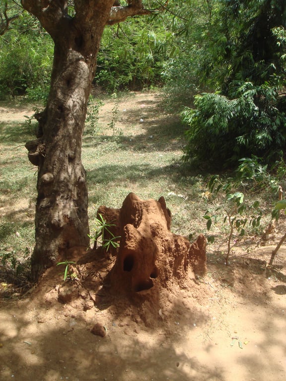 termite home inspection