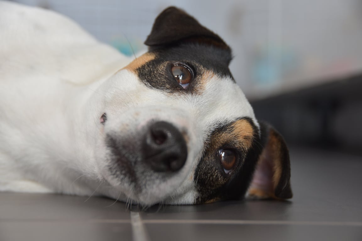 dog at veterinarian clinic