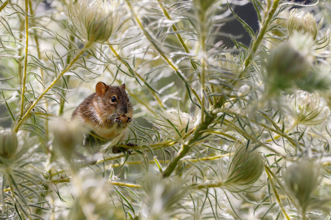 Norway rat