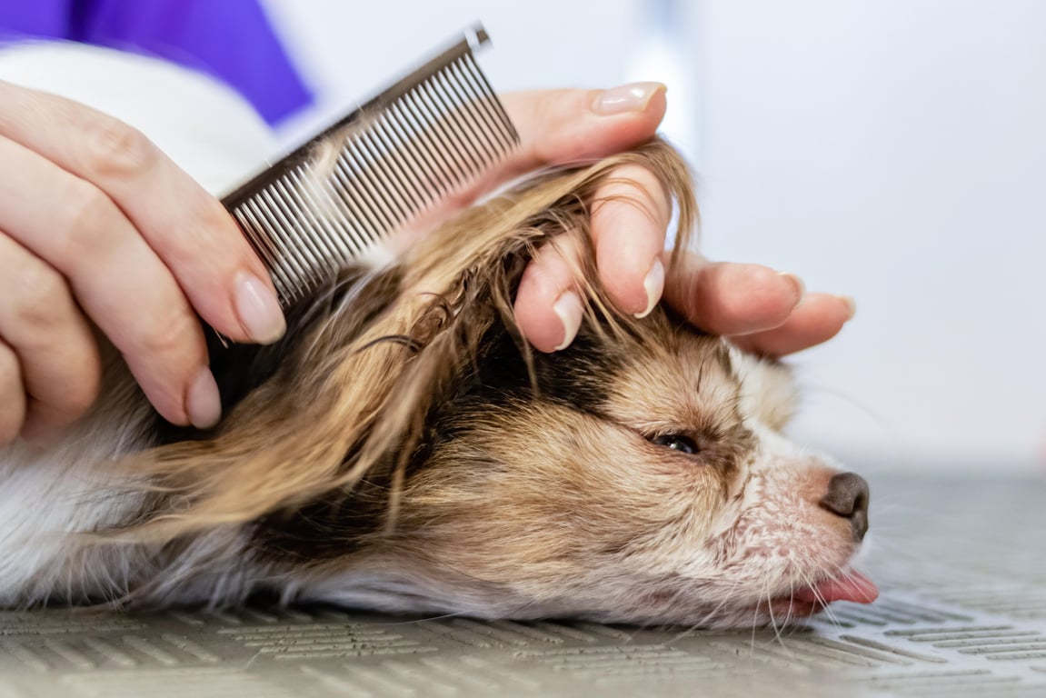 dog grooming salon