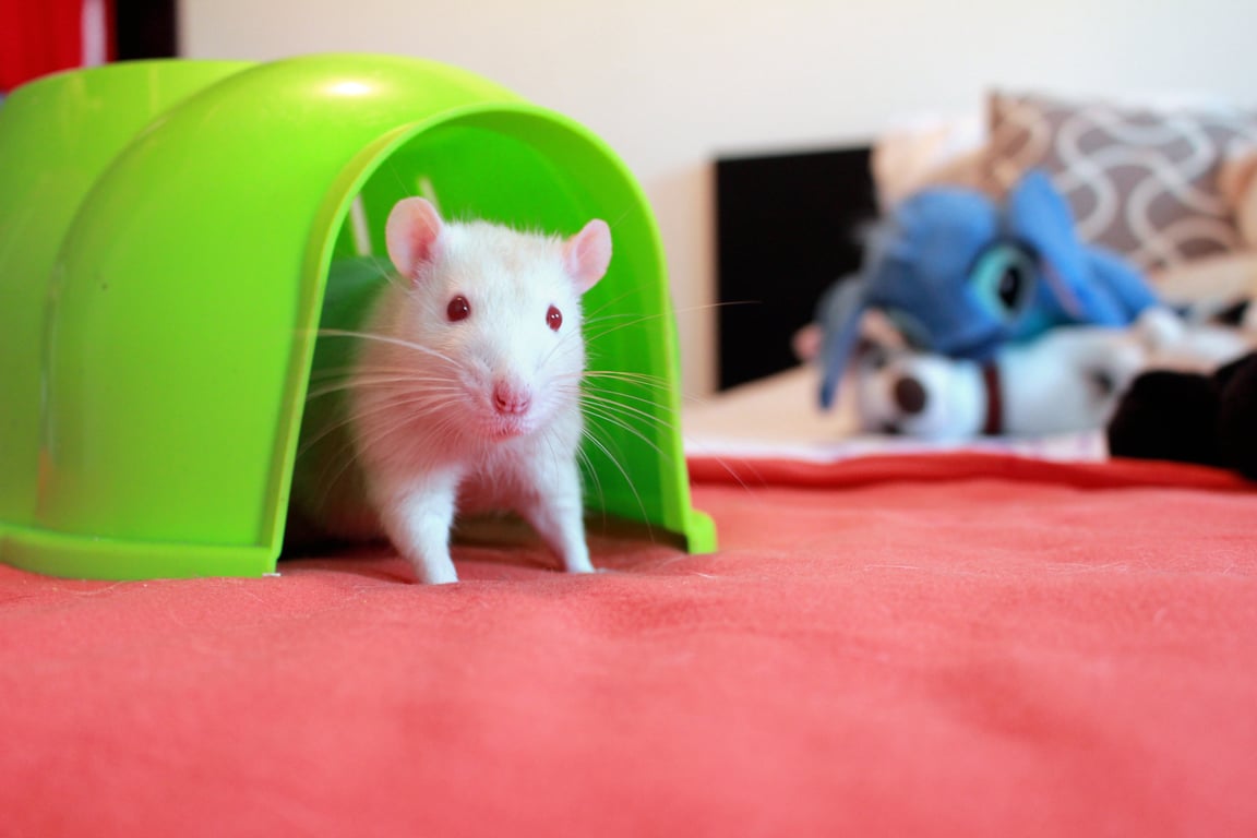 rat control technician attic