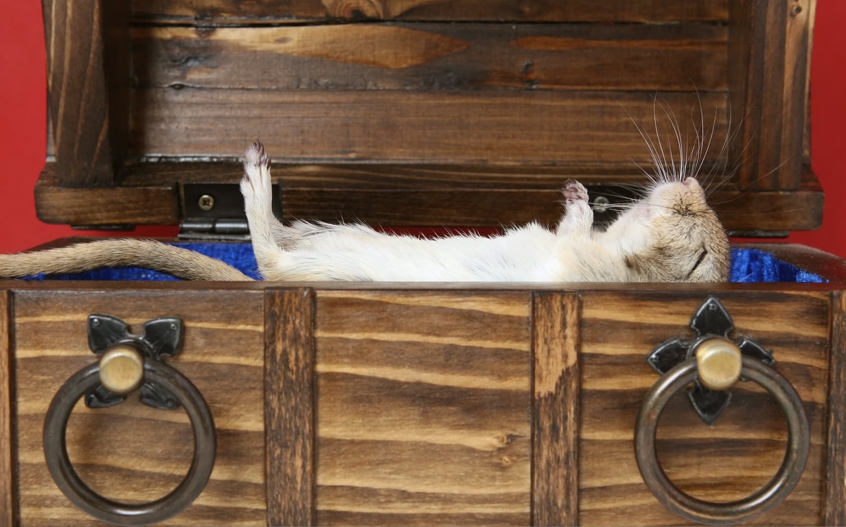 mouse exterminator