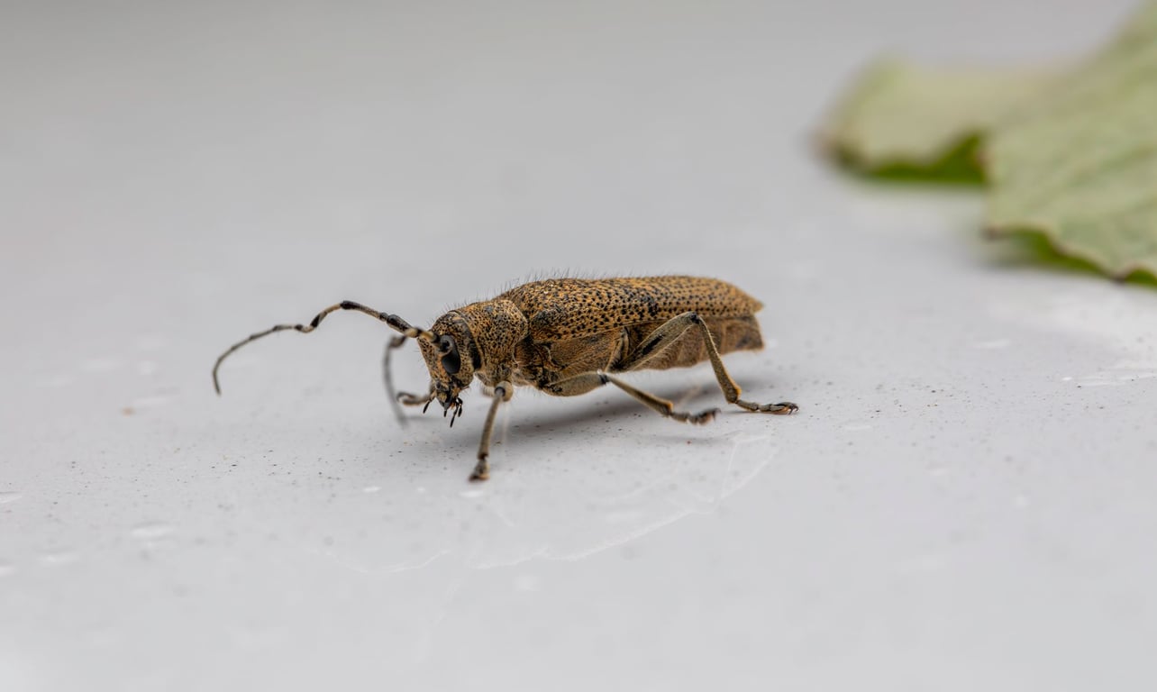 Terminix Near Me: What to Compare Before Booking Pest Control