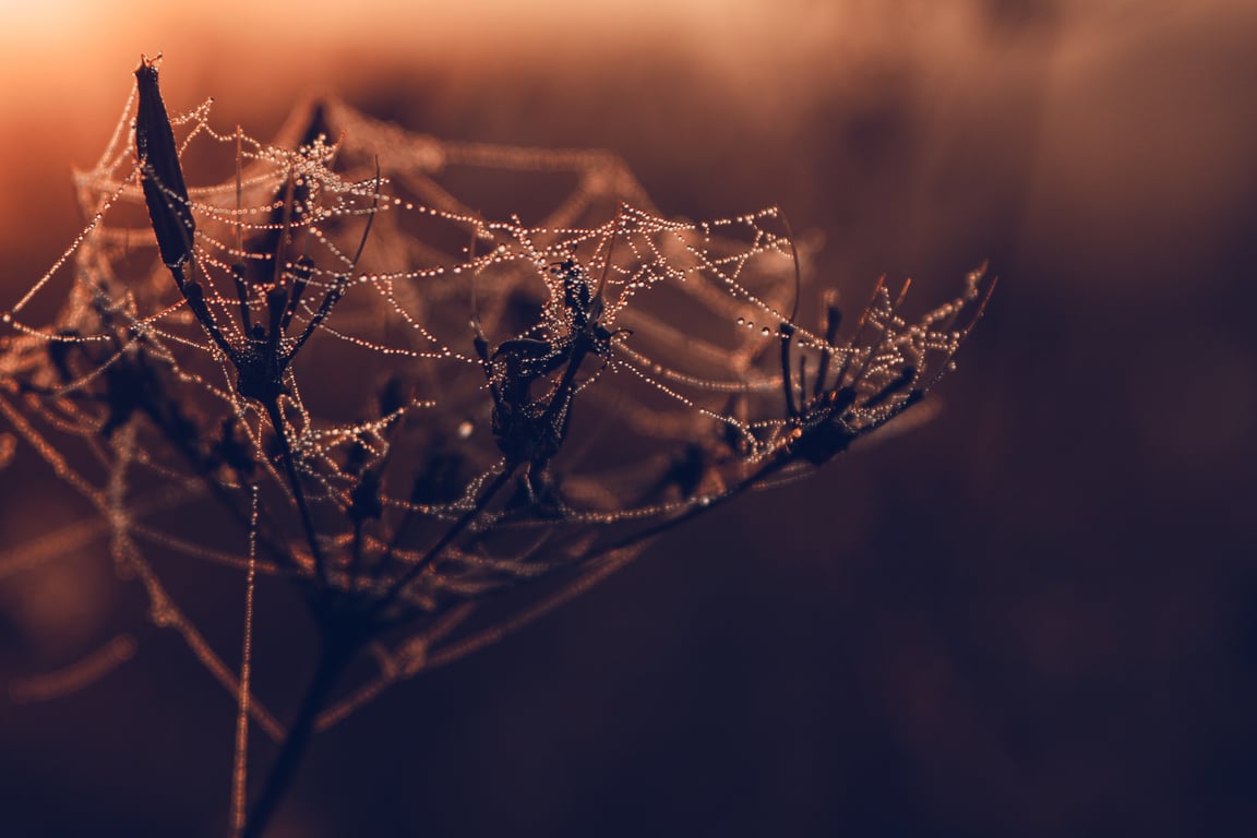 spider web in basement