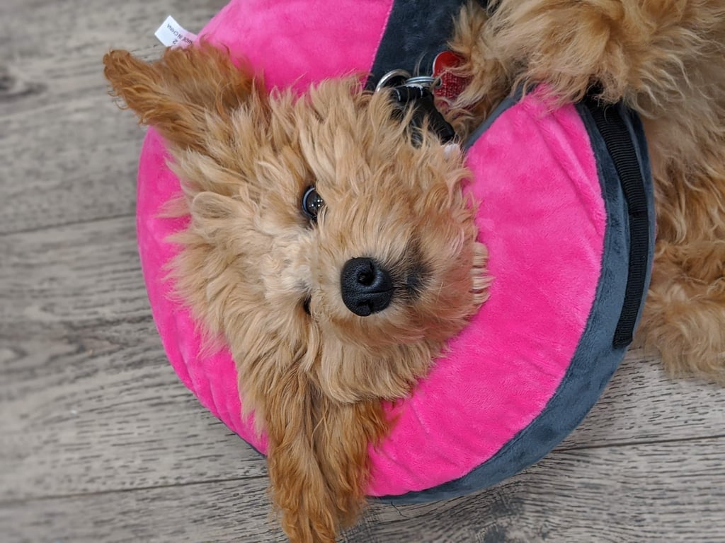 dog at veterinary clinic