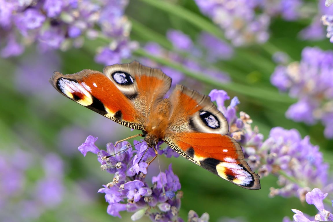 household insect close-up
