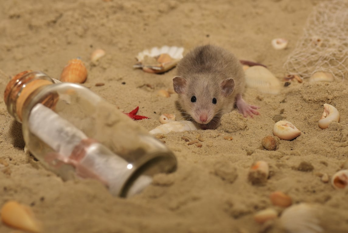 rat trap in attic