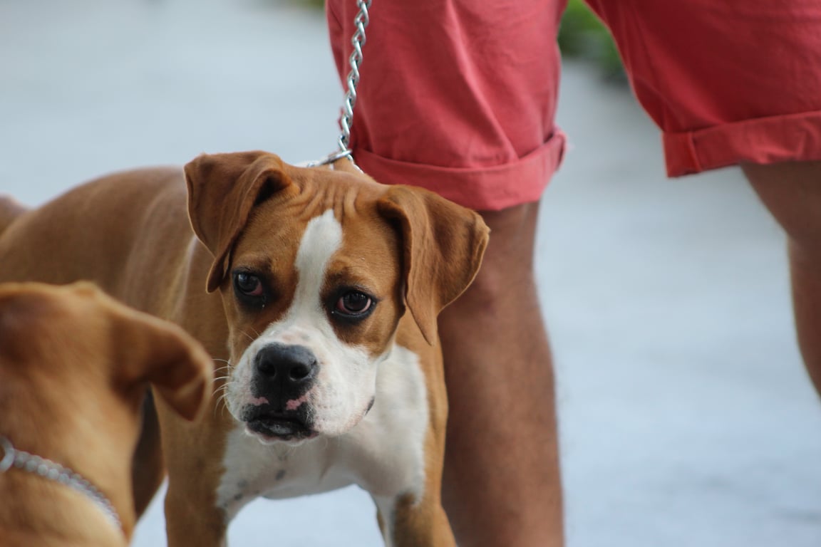 dog obedience class