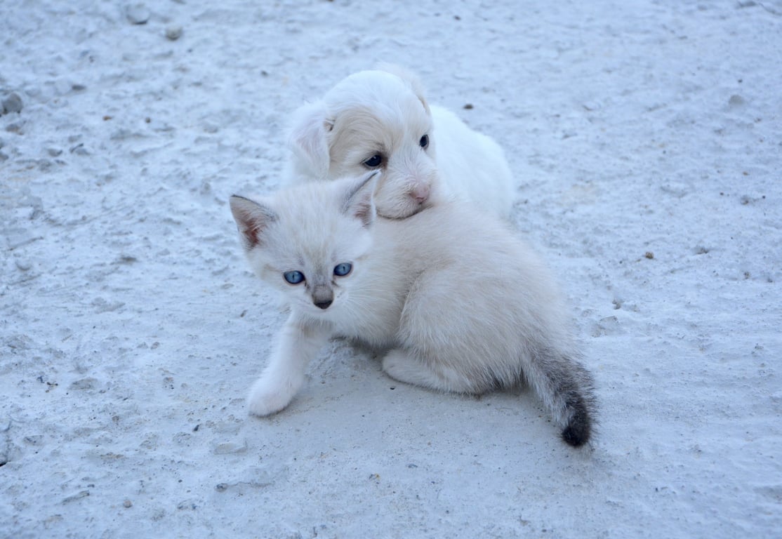 dog and cat at veterinary clinic