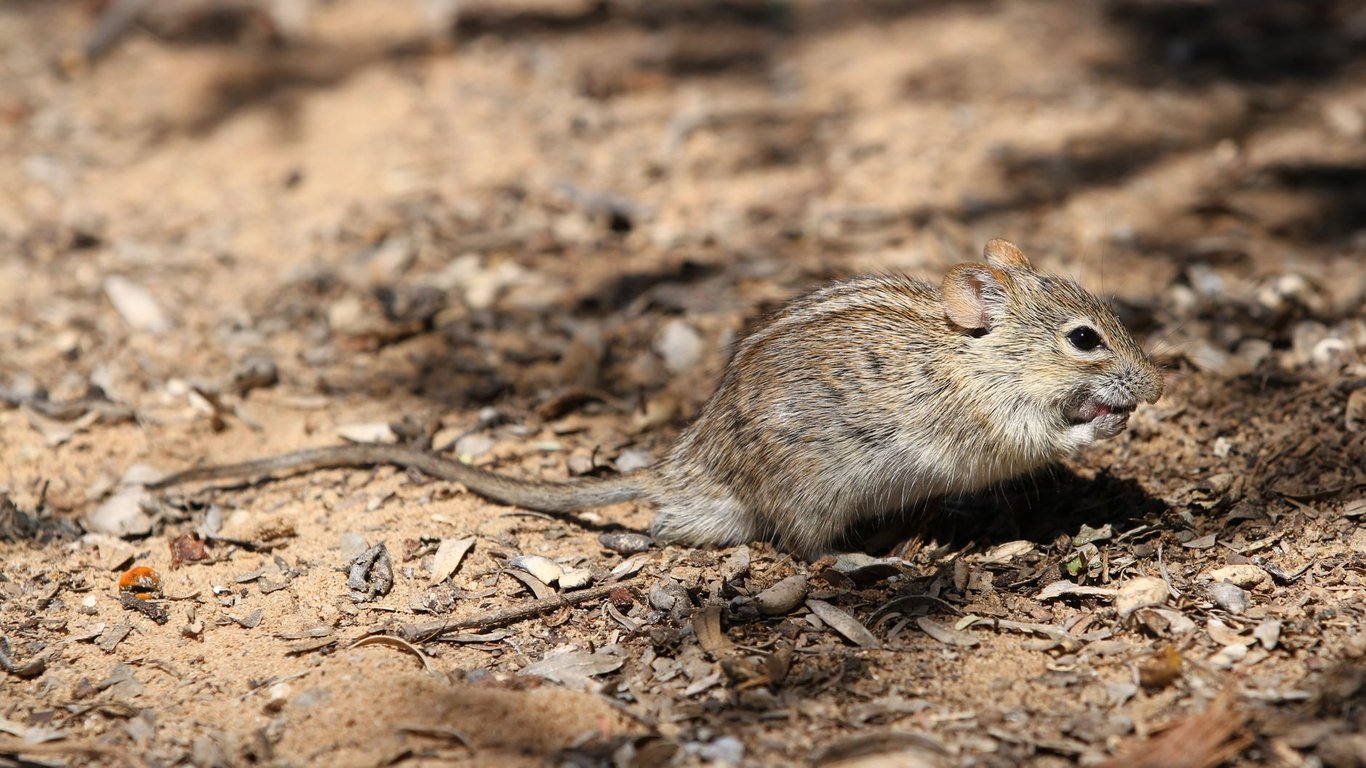 Rat Exterminator Near Me: How to Choose a Qualified Local Service