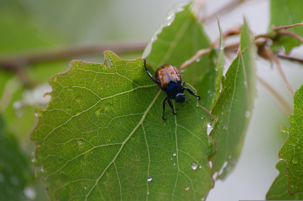 plant leaf pest damage
