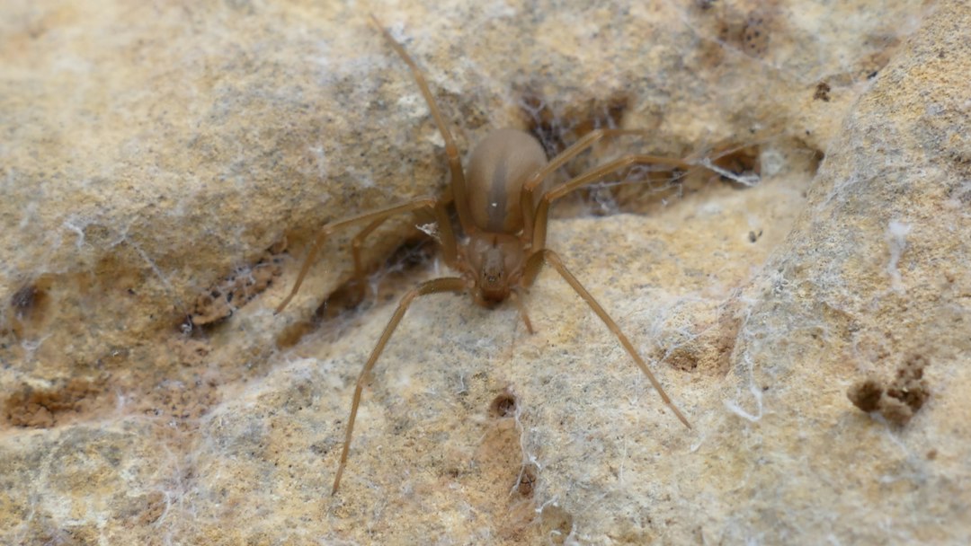 Termite Treatment Near Me: A Practical Guide to Choosing Local Help