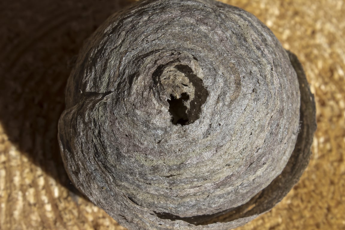 wasp nest under roof eaves