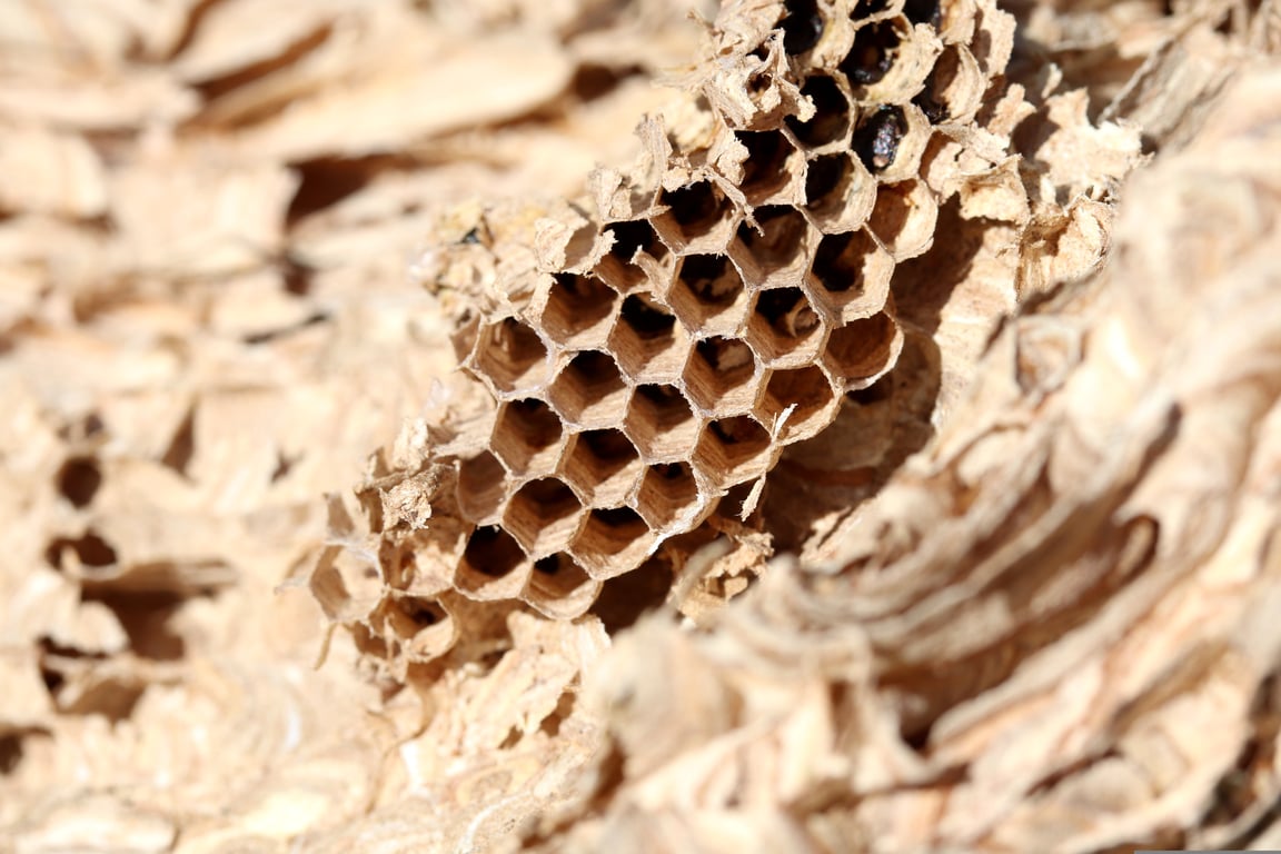 wasp nest
