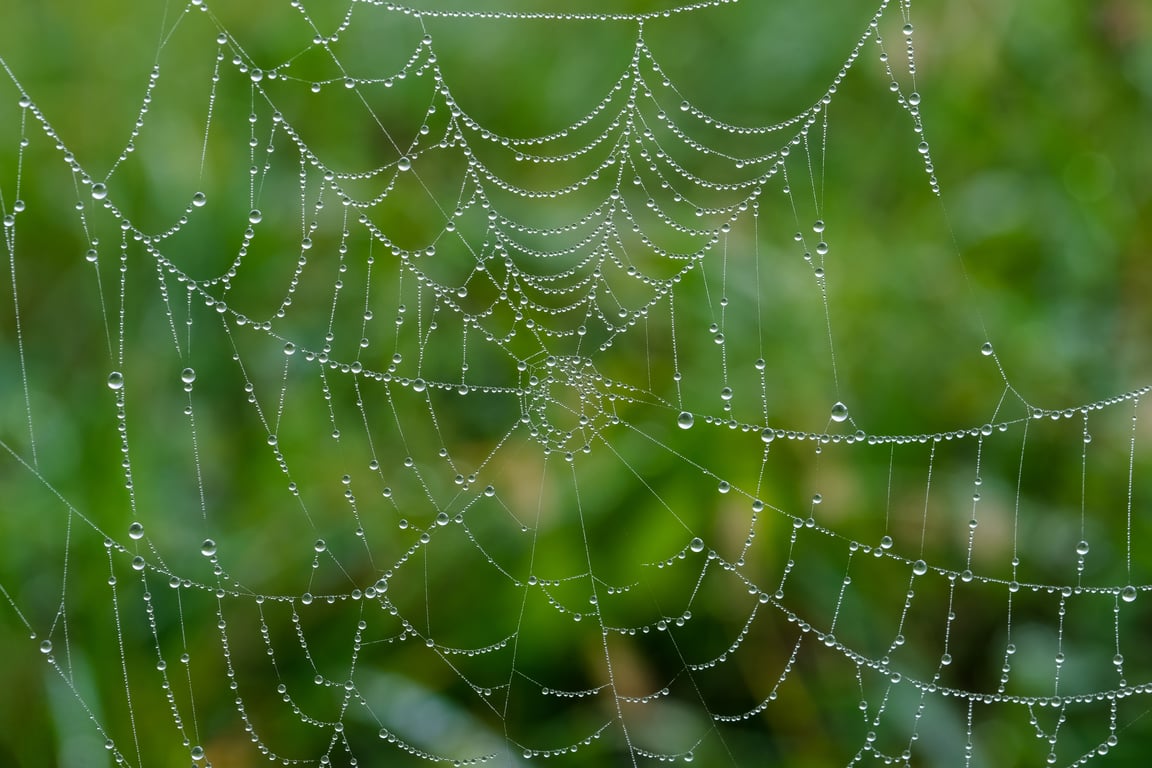 spider web