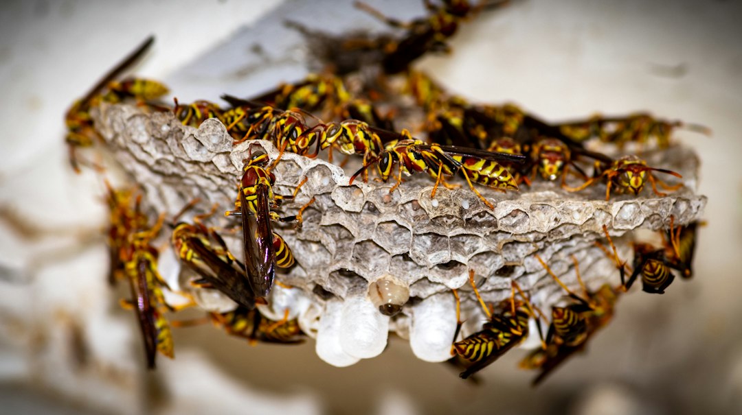 Wasp Nest Removal Cost: What Determines the Final Price?