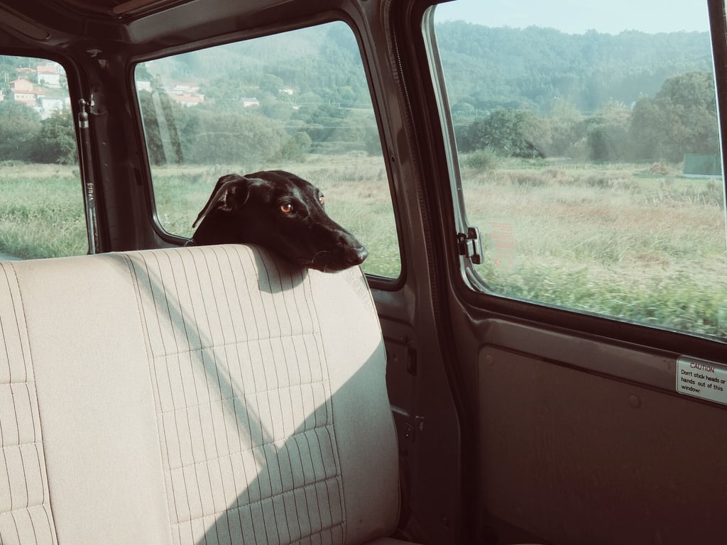mobile dog grooming van