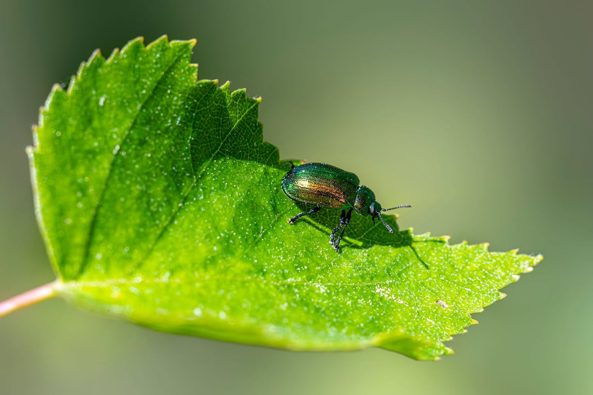 Call Terminix: When Professional Pest Control Is Worth It