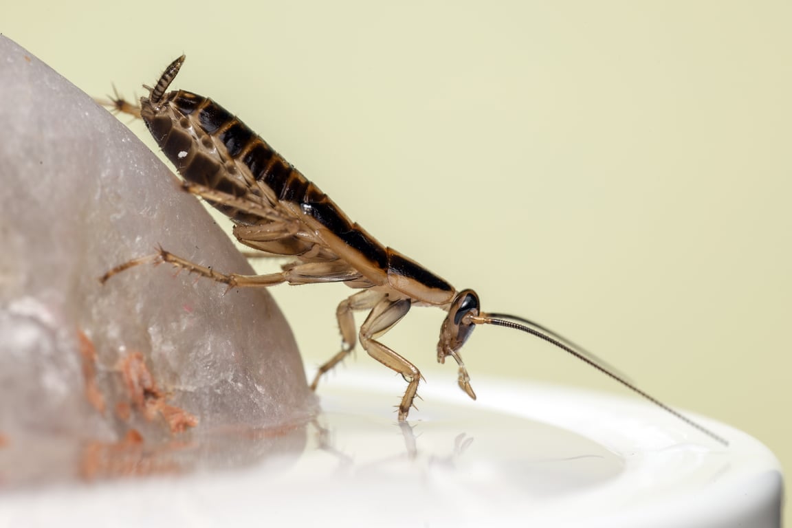 German cockroach kitchen