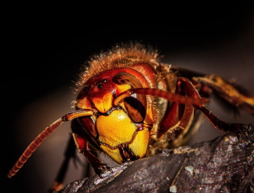 home pest control inspection
