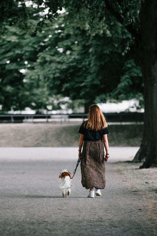 reactive dog training walk