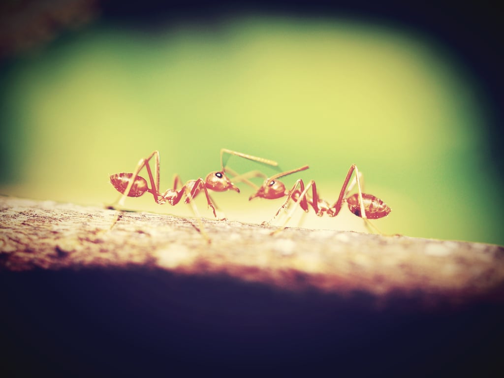 aphids on plant leaves