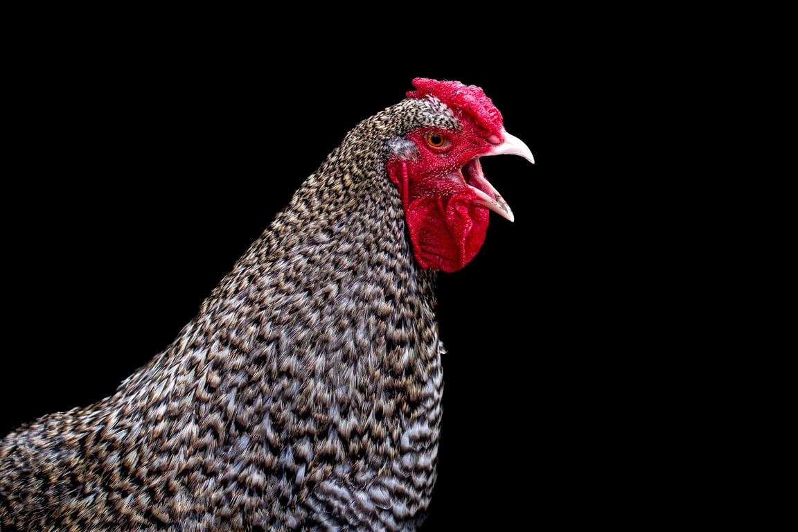 Red Rooster restaurant