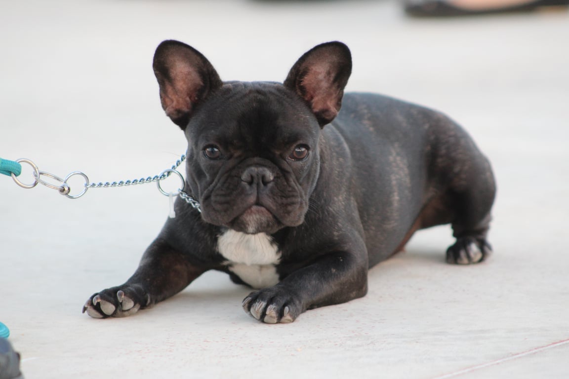 Petco dog training class