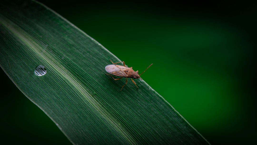 Preventive Pest Control Near Me: Choose Protection Before Pests Take Hold