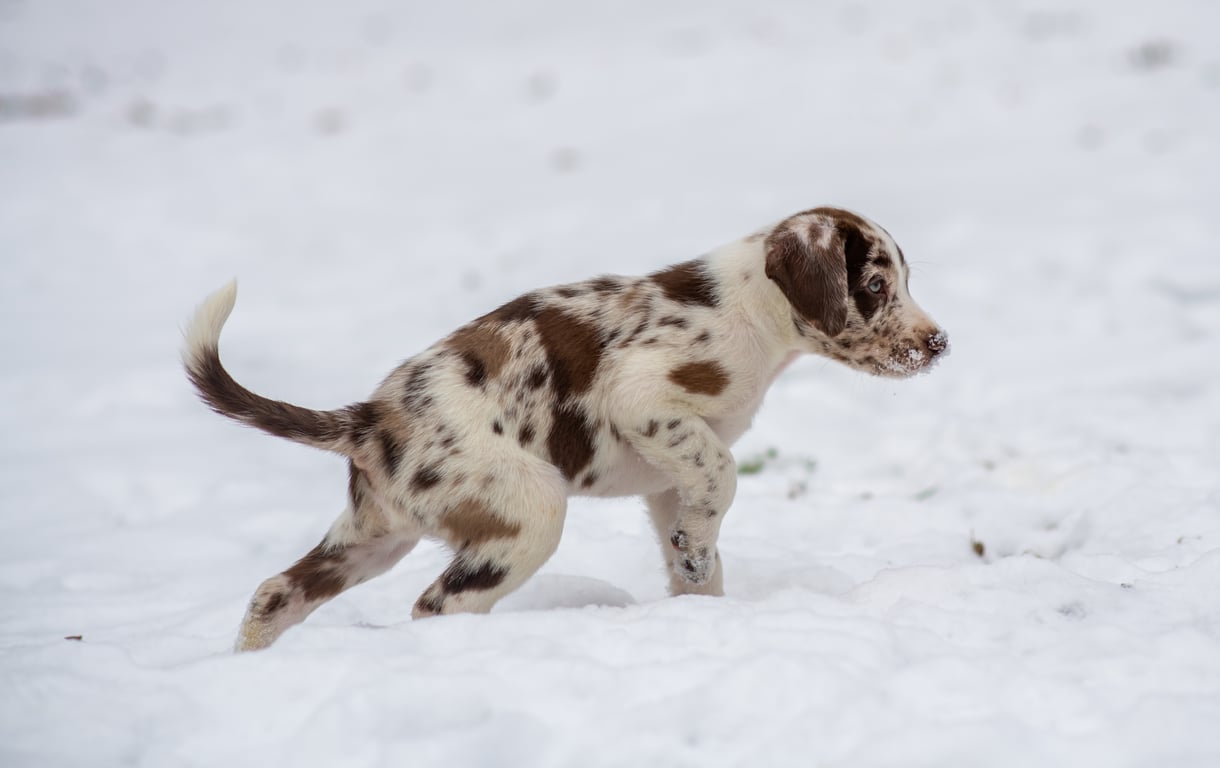 puppy veterinary exam