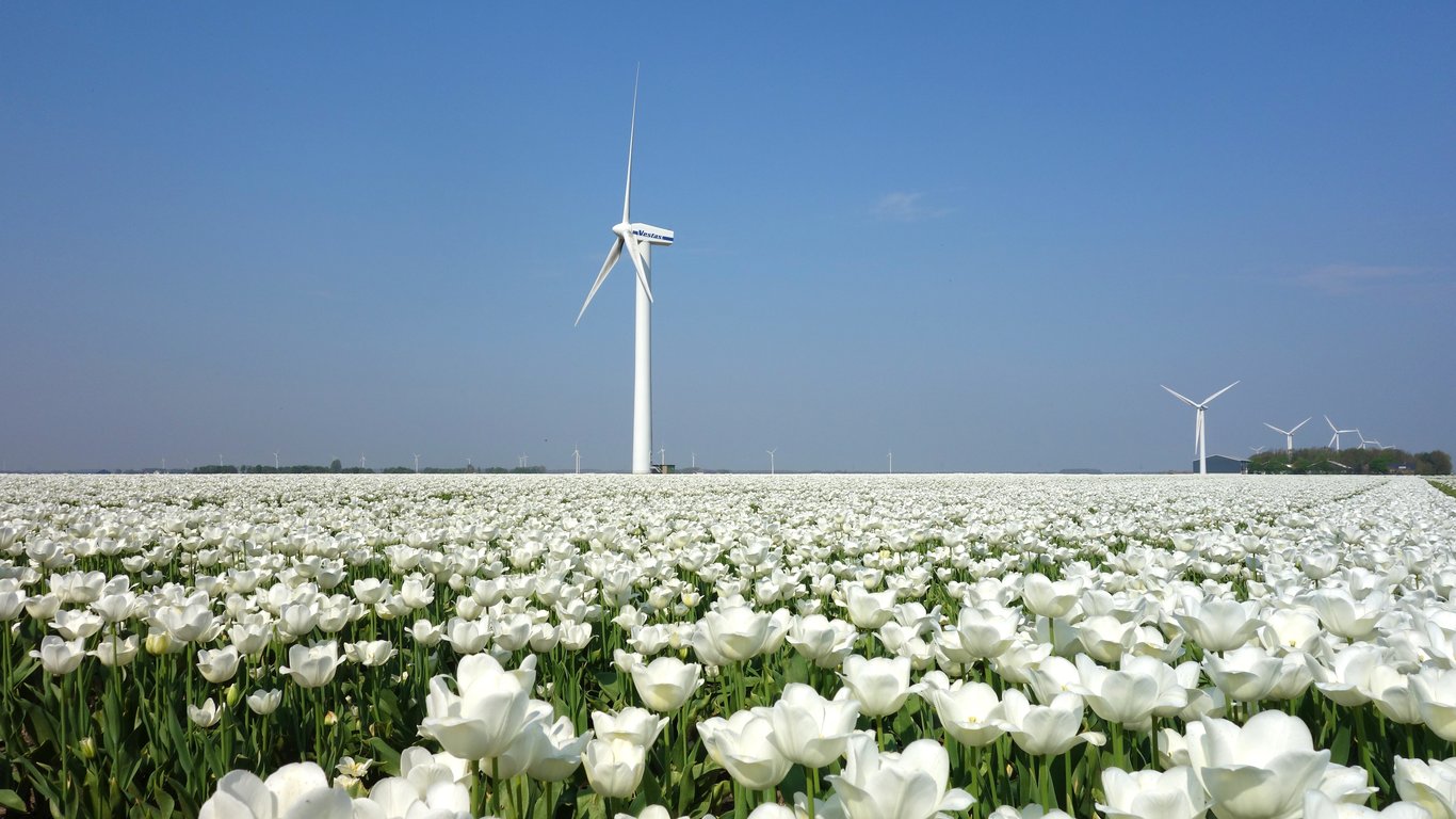 Golden Gate Park windmill tulips
