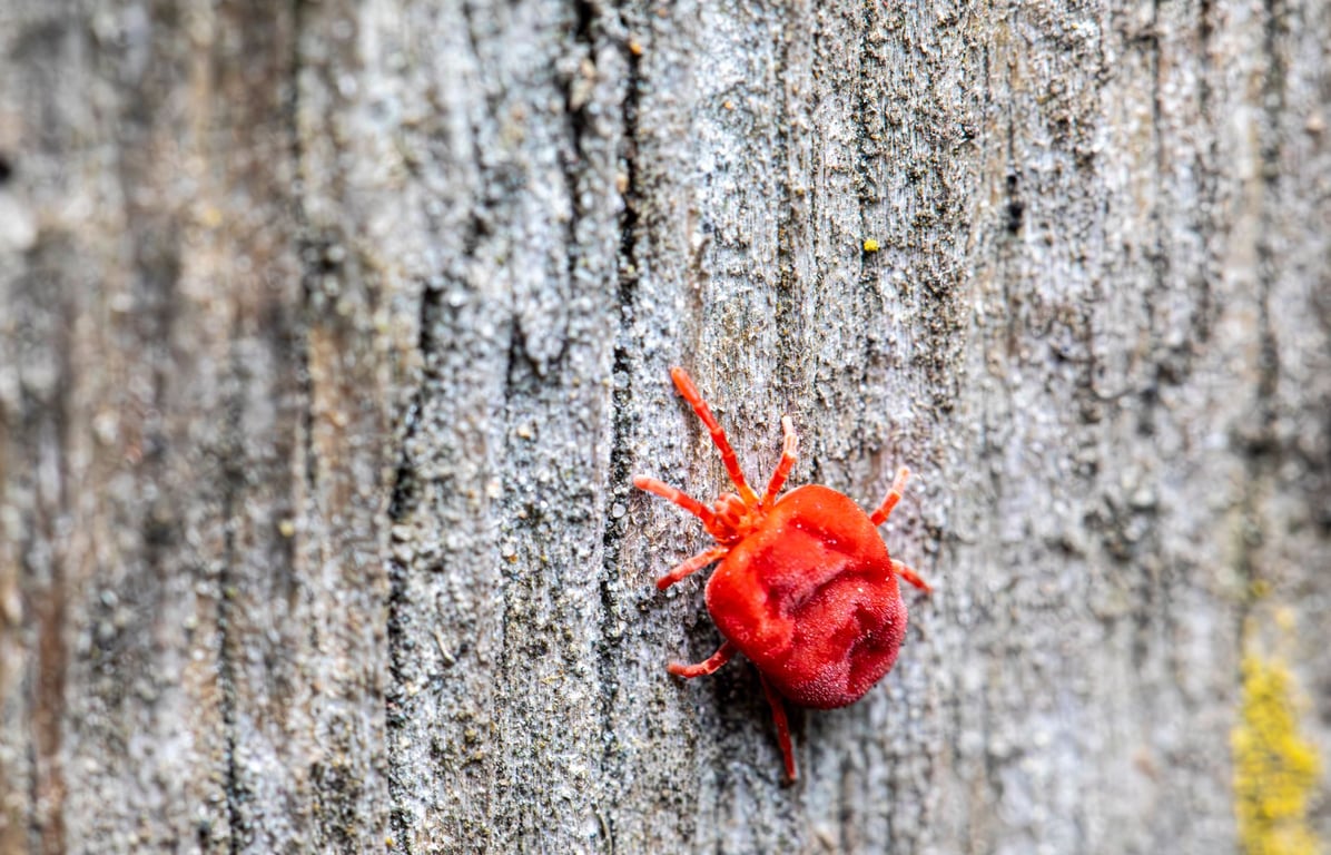 Flea Exterminator Cost: What Homeowners Should Expect to Pay