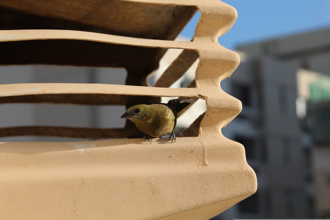 HVAC technician inspecting air conditioner