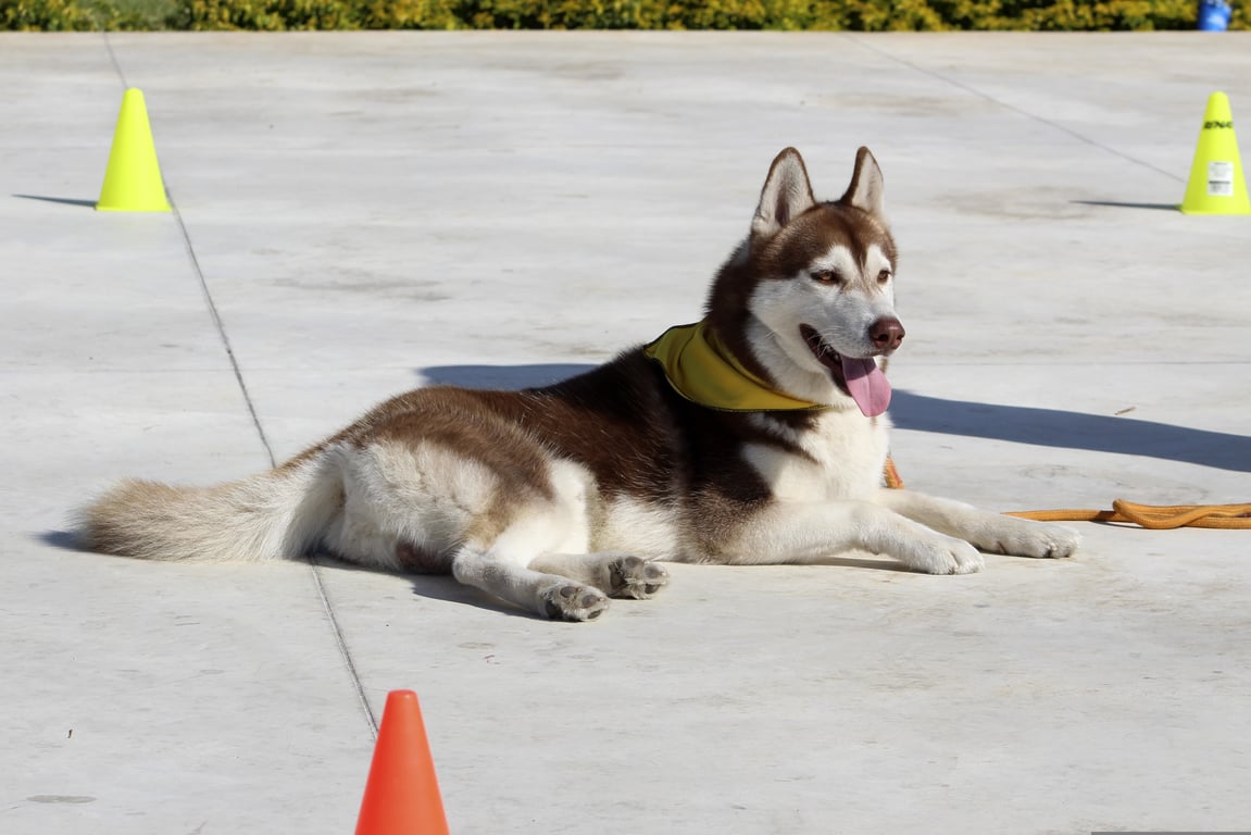 dog obedience training class