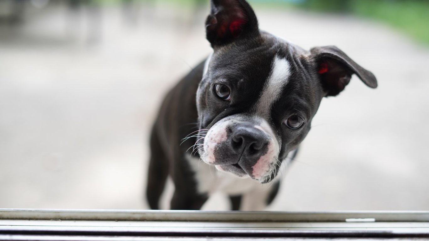 Progressive Pet Insurance: What Pet Owners Should Compare Before Buying