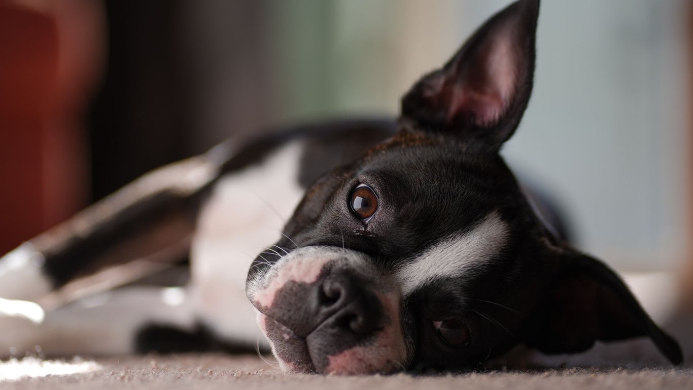 Best Dog Food for Sensitive Stomachs: What to Look for Before You Buy